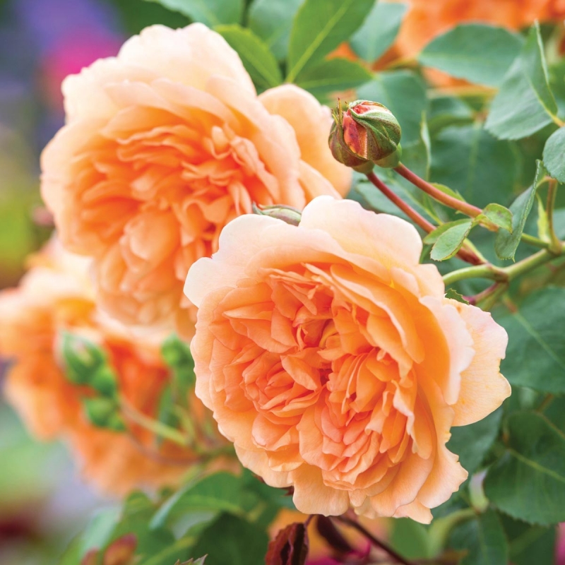 Englische Rose Boscobel