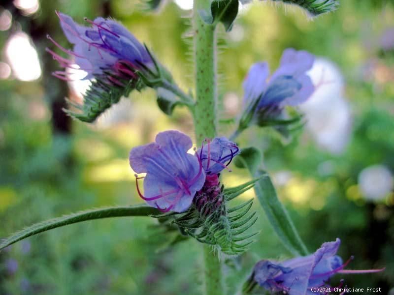 3 x Natternkopf - Insektenweide in violett - heimische Wildstaude - Tb 9