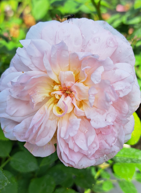 NEU - Englische Rose Elizabeth ® Ausmajesty ® Austin, 2022 - Co. 5 L