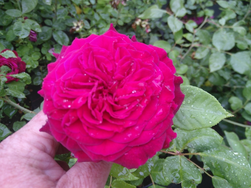 Historische Rose Empereur du Maroc, Guinoisseaun-Flon, 1858 - Co. 5 L