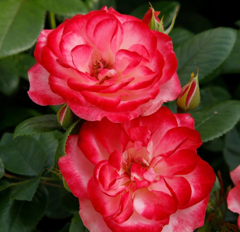 NEU - Beetrose Enjoy ® Fantasia®-Kollektion,  Kordes, 2020, ADR-Rose - Co. 5 L