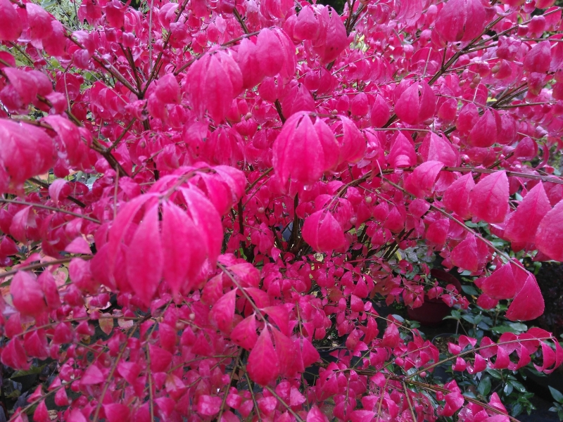 Korkflügel-Spindelstrauch - dekorative Rinde - 30-40 cm - mB