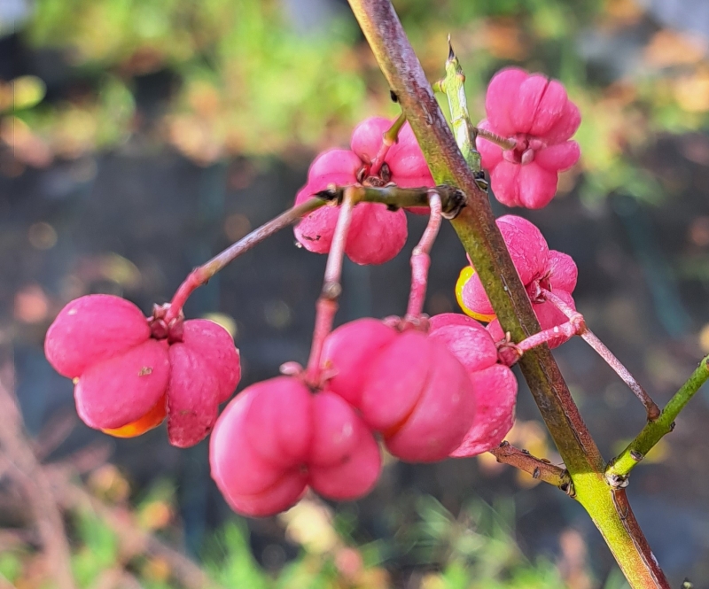 Pfaffenhütchen - Herbstschmuck - 60-100 cm -  Wurzelware