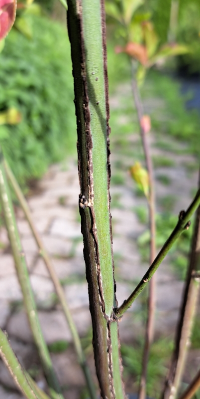 Pfaffenhütchen - Herbstschmuck - 60-100 cm -  Wurzelware