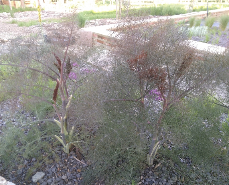 3 x Rotlaubiger Fenchel, Große Staude mit filigranem Laub - Tb 11