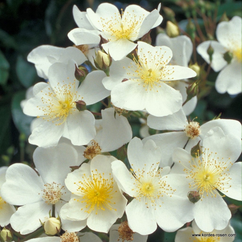 Ramblerrose Filipes Kiftsgate , Murrell, 1954