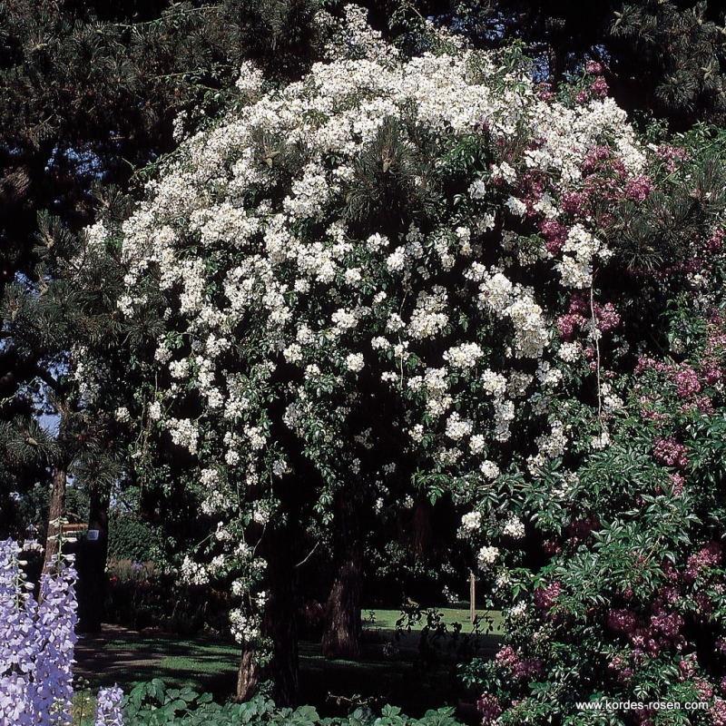 Ramblerrose Filipes Kiftsgate , Murrell, 1954