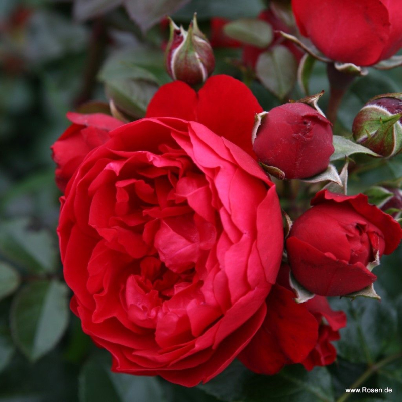 Kletterrose  Florentina ® ,  Kordes, 2011 - ADR-Rose - Wurzelware