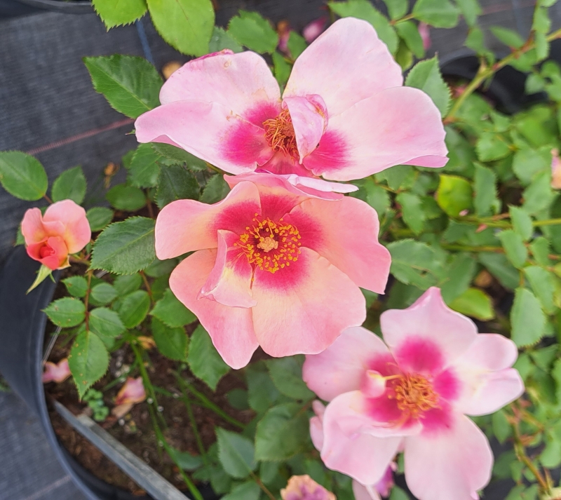 Strauchrose For Your Eyes Only ® Cheweyesup ®, Warner, vor 2014 - Wurzelware