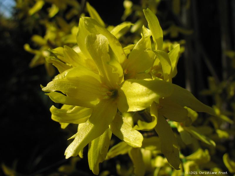 Forsythie Lynwood - Goldglöckchenstrauch, 60-80 cm hoch - Co. 5 L