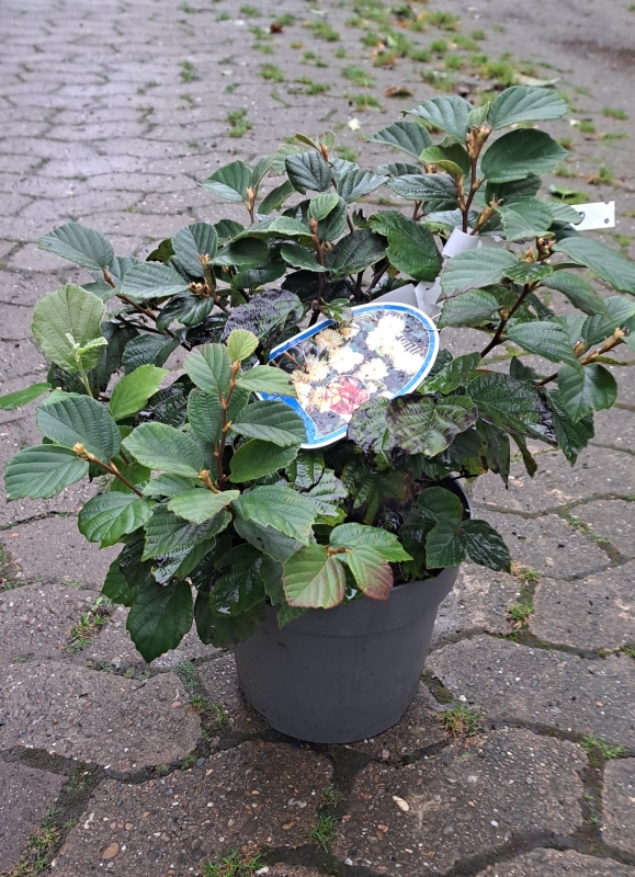 Federbuschstrauch - duftende Blüten - 30-40 cm hoch - Co. 5 L