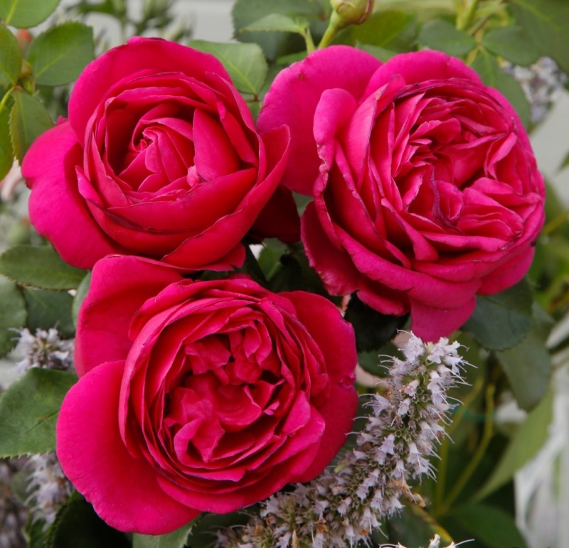 Beetrose Für Elise ® Fantasia®-Kollektion,  Kordes, 2020, ADR-Rose - Co. 5 L