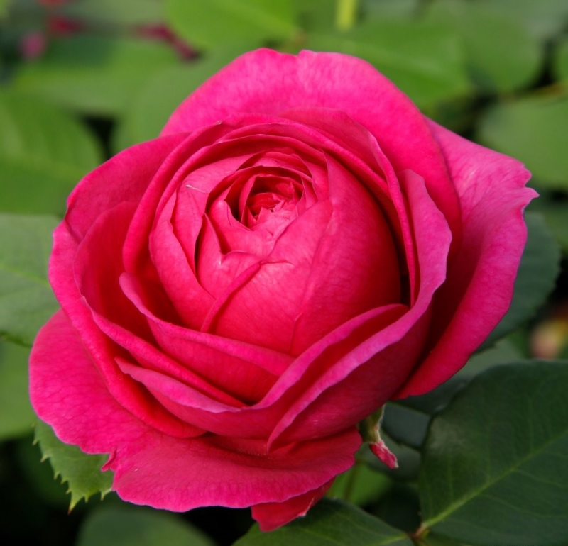 Beetrose Für Elise ® Fantasia®-Kollektion,  Kordes, 2020, ADR-Rose - Co. 5 L