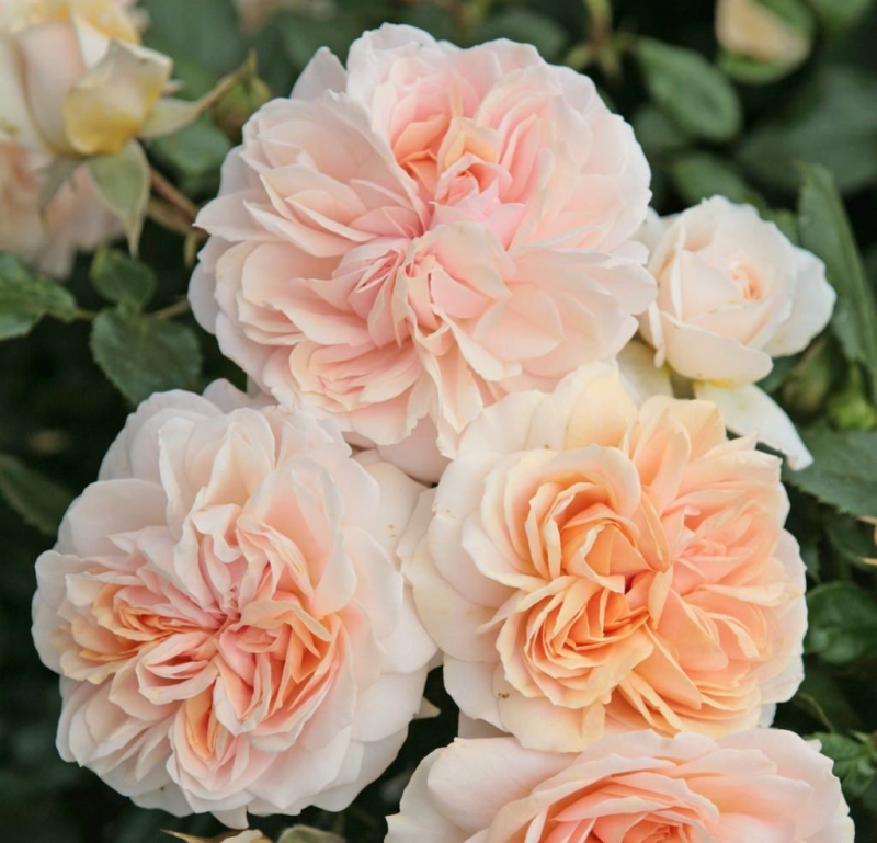 Beetrose Garden of Roses ®  Korfloci01 ® Kordes, ADR-Rose - Co. 5 L