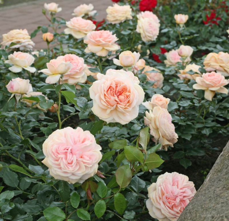 Beetrose Garden of Roses ®  Korfloci01 ® Kordes, ADR-Rose - Co. 5 L