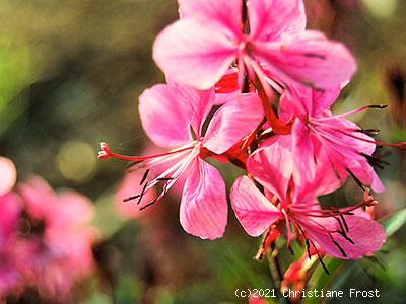Rosa Prachtkerze Siskiyou Pink, Gaura , Dauerblüher , Tb 9