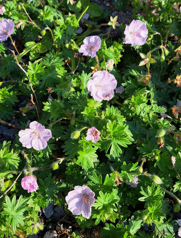 Blut-Storchschnabel sang. Apfelblüte - hellrosa - TB 9