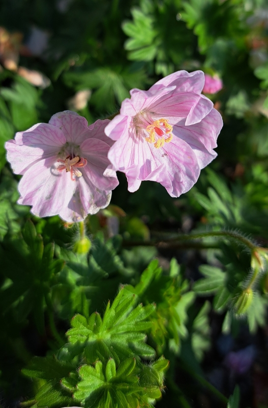 Blut-Storchschnabel sang. Apfelblüte - hellrosa - TB 9