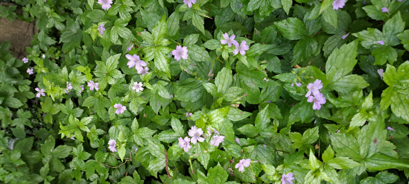 3 x Knotiger Bergwald-Storchschnabel, Geranium nodosum - Tb 9