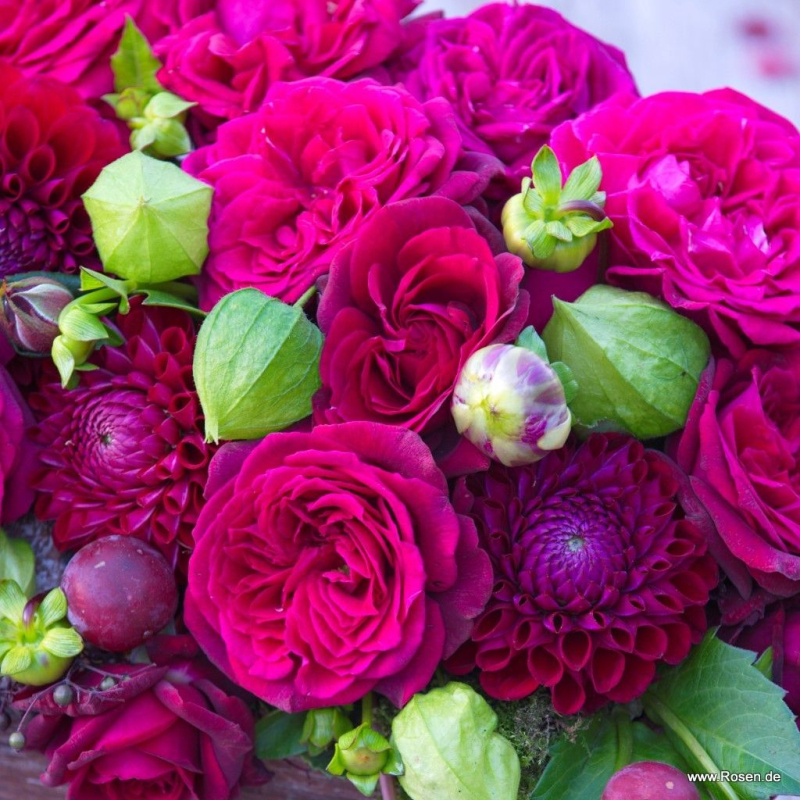Edelrose Gräfin Diana ® , Kordes, 2012, ADR-Rose, Parfuma® Serie - Wurzelware