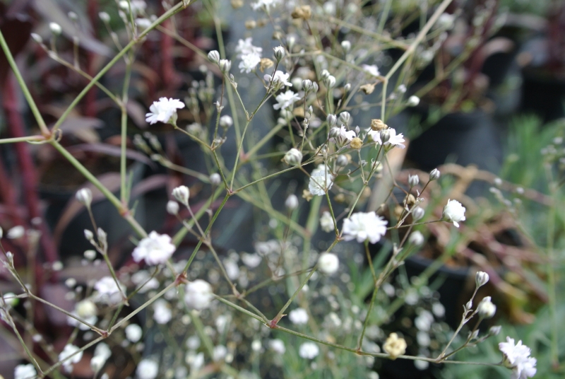 3 x Gefülltblühendes Schleierkraut Bristol Fairy, Tb 11