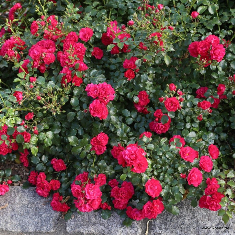 Bodendeckerrose Gärtnerfreude ®  Korstesgli ® , Kordes, 1999,  ADR-Rose - Co. 5 L