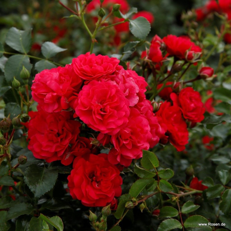 Bodendeckerrose Gärtnerfreude ®  Korstesgli ® , Kordes, 1999,  ADR-Rose - Co. 5 L