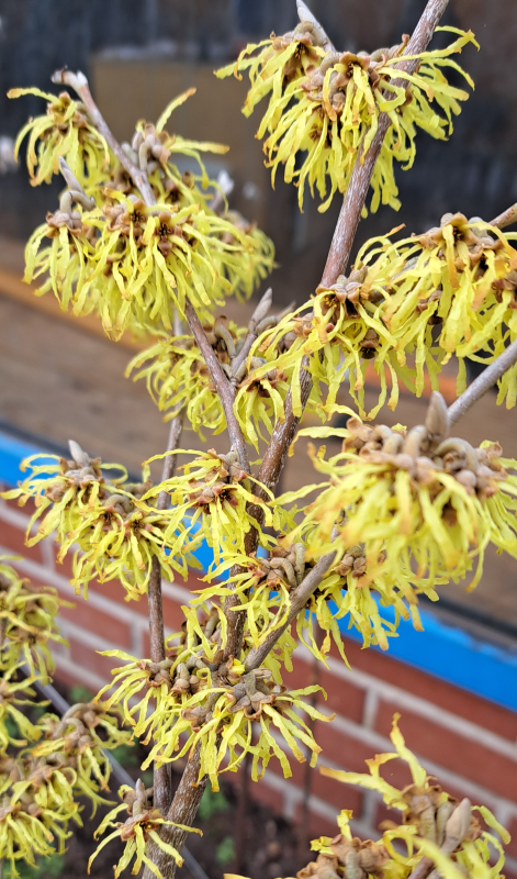 Zaubernuß Westerstede