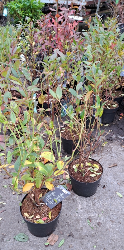 Heidelbeere Bluecrop ® - mittlere Reifezeit - 40-50 cm - Co. 3 L