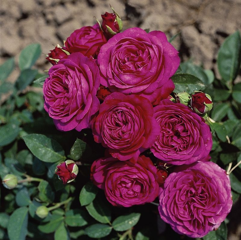 Beetrose Heidi Klum Rose ®  Tan00681 ® Tantau 1999 - Co. 5 L