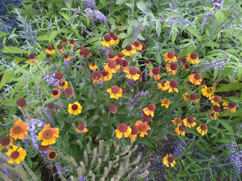 Garten-Sonnenbraut Wyndley,  Tb 11