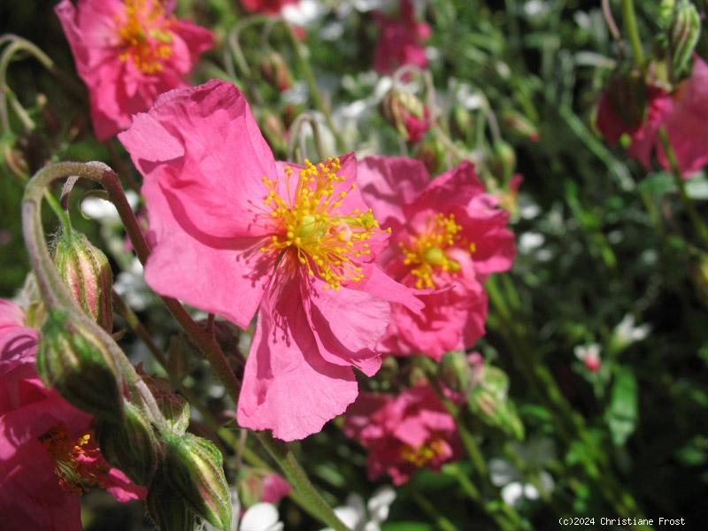 Sonnenröschen Lawrensons Pink, rosa, niedrig, Tb 9