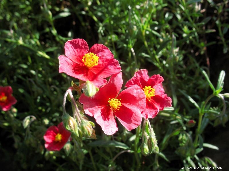 Sonnenröschen Lawrensons Pink, rosa, niedrig, Tb 9