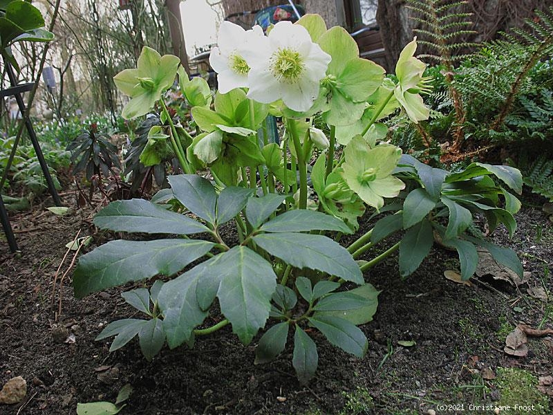Christrose, Schneerose - reinweiß - Frühblüher - Tb 11