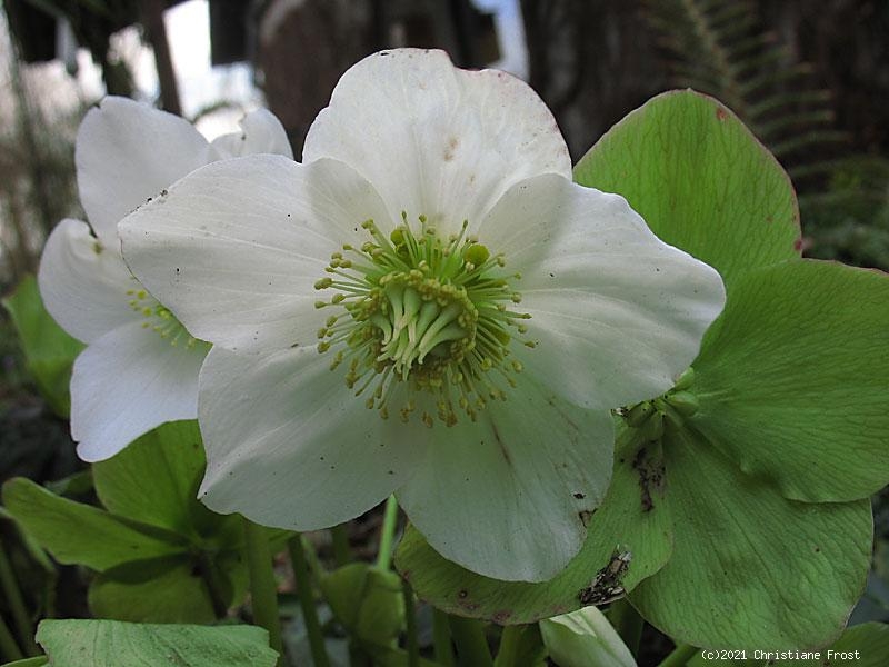 Christrose, Schneerose - reinweiß - Frühblüher - Co. 2 L