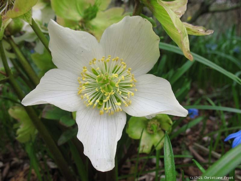 Christrose, Schneerose - reinweiß - Frühblüher - Co. 2 L
