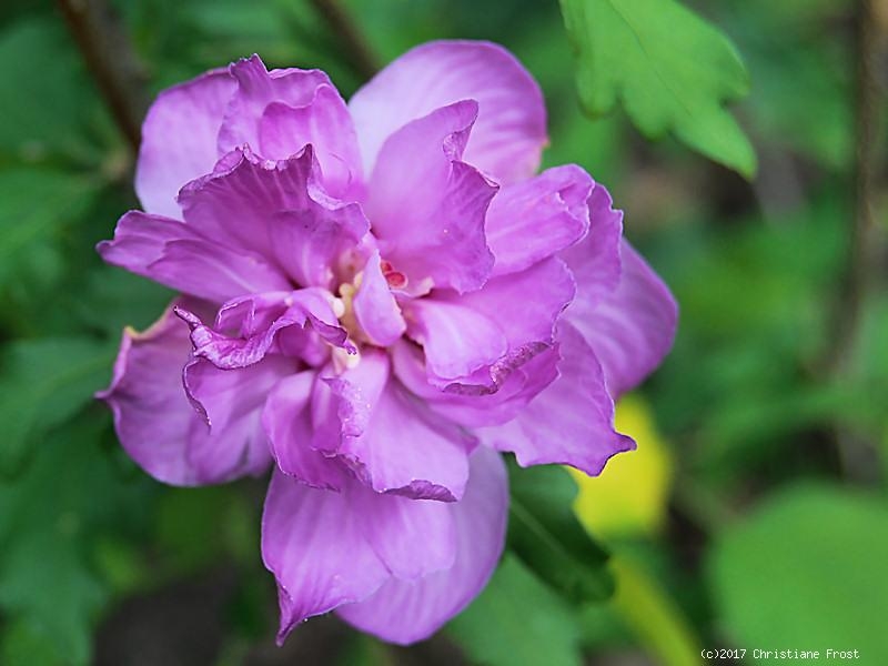 Winterharter Hibiskus Ardens - rot-violett, gefüllt - 40-50 cm - Co. 5 L