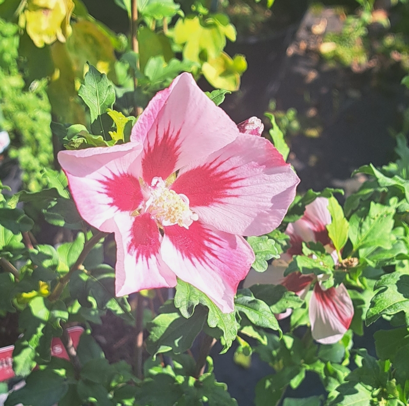 Winterharter Hibiskus Hamabo - rosa, rote Mitte - 40-50 cm - Co. 5 L