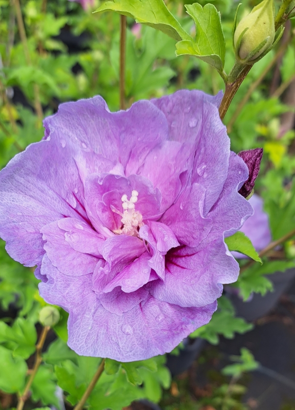 Winterharter Hibiskus Lavender Chiffon ® - 40-50 cm - Co. 5 L