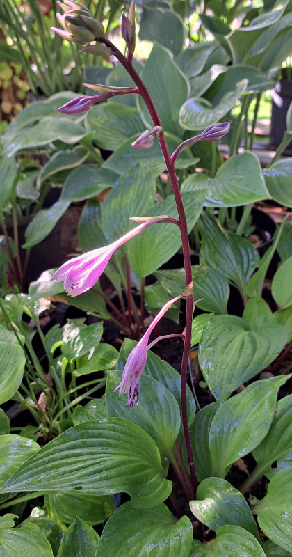 Funkie / Hosta First Blush, rotstielig, roter Blattaustrieb - Co. 3 L