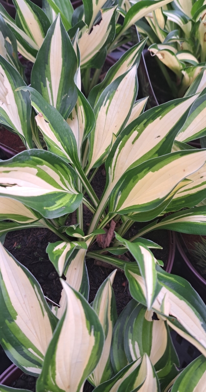 Funkie / Hosta Lakeside Little Tuft - Zwerghosta - Co. 3 L