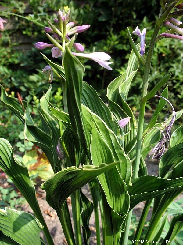 Schmallblättrige Funkie Hosta Praying Hands - die Kuriose - Tb 11