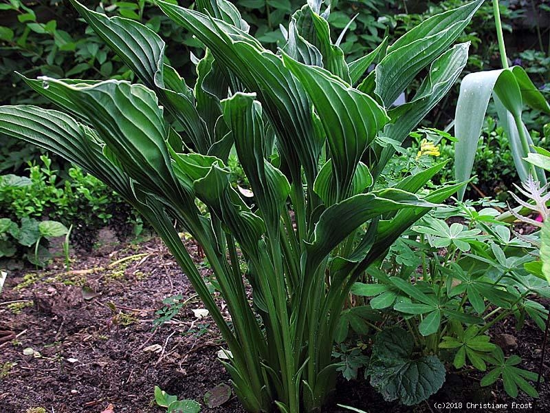 Schmallblättrige Funkie Hosta Praying Hands - die Kuriose - Tb 11