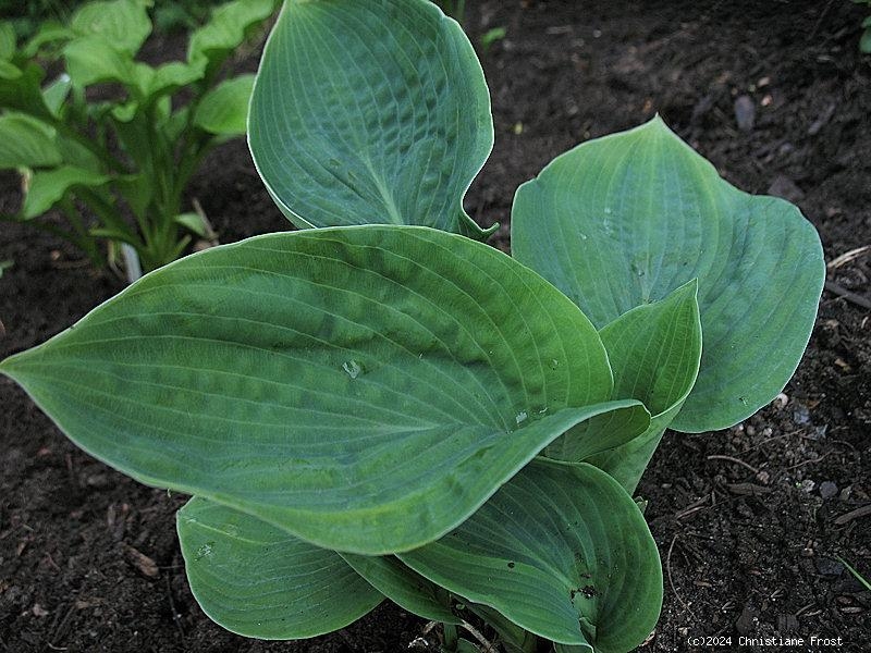 Blaublatt-Funkie Elegans - Hosta sieboldiana - Co. 3 L
