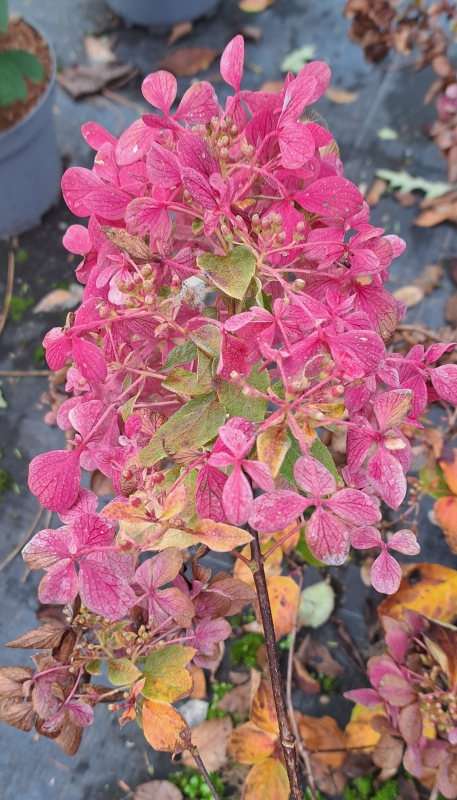 Rispen-Hortensie Diamant Rouge ® - weiß bis himbeerrot -  Co. 5 L