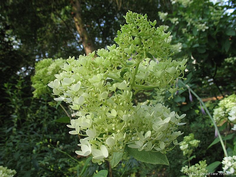 Gelbe Rispen-Hortensie Limelight - 60-80 cm hoch - Co. 5 L