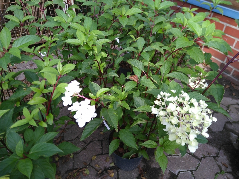 Rispen-Hortensie Vanille Fraise ® -  60-80 cm hoch - Co. 7,5 L