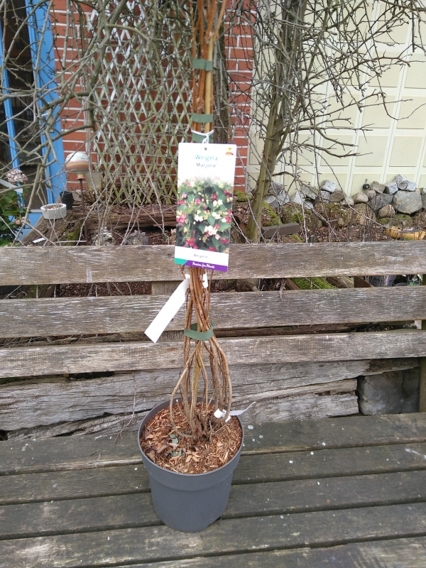 Weigelie Marjorie - Blüten in weiß, rosa und rot - 60-80 cm - Co. 5 L