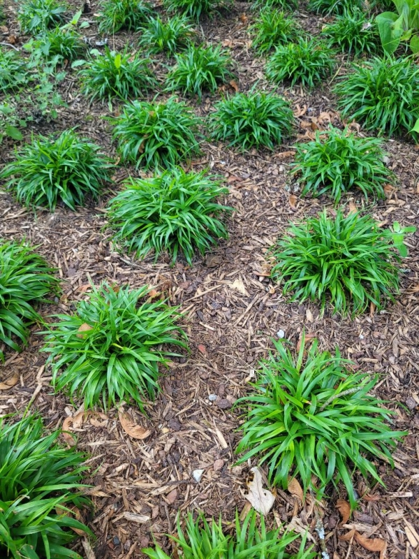 6 x Zwerg-Haar-Marbel Igel, immergrüner Bodendecker, Tb 9