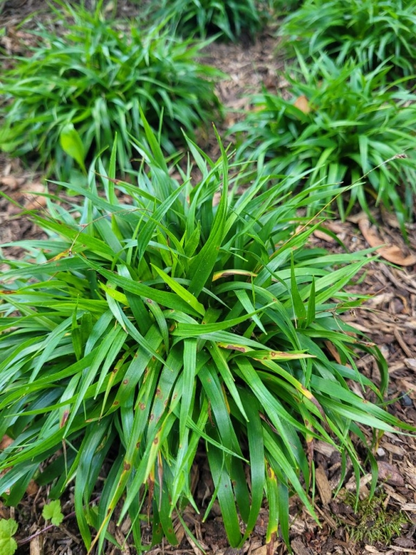 6 x Zwerg-Haar-Marbel Igel, immergrüner Bodendecker, Tb 9